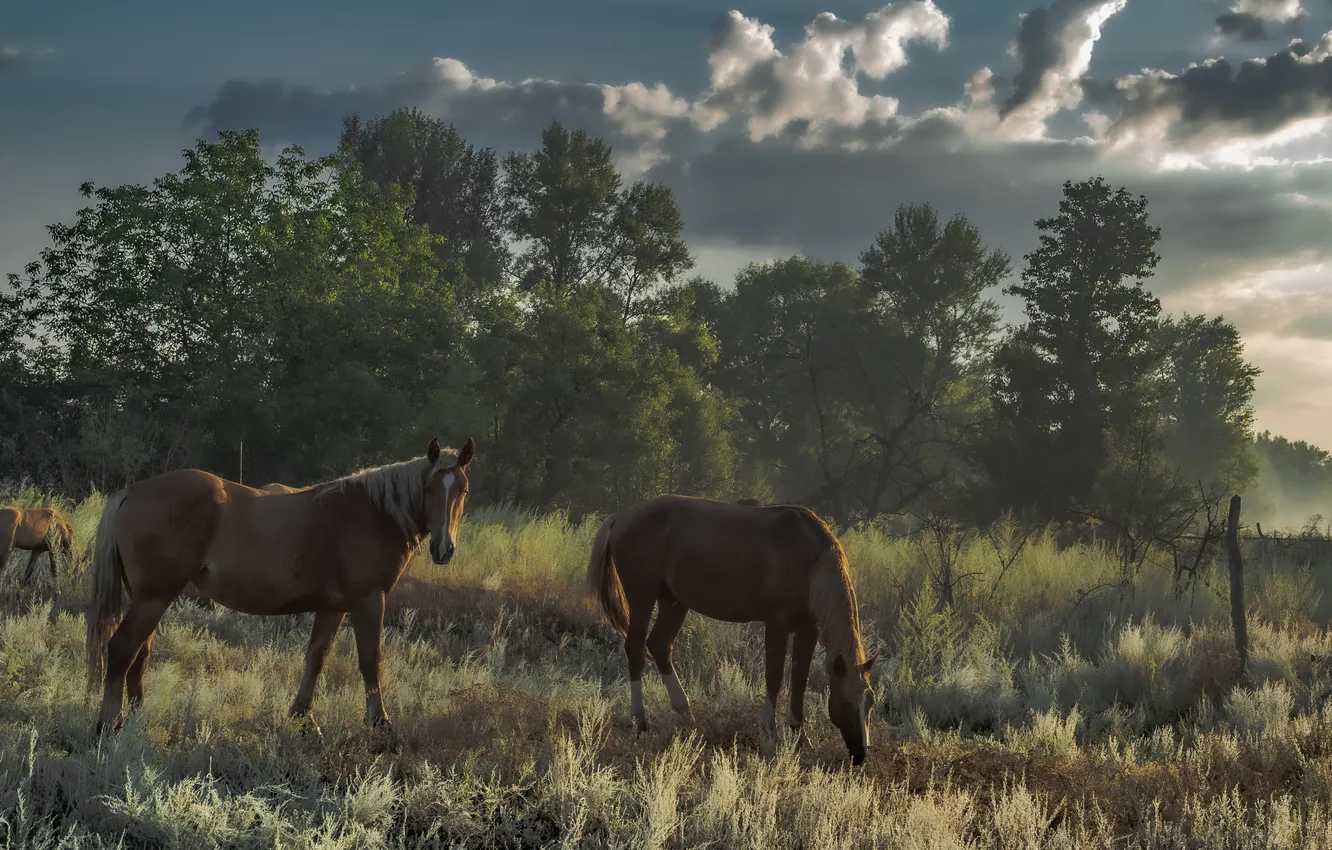 Фото обои horses, mammals, grazing