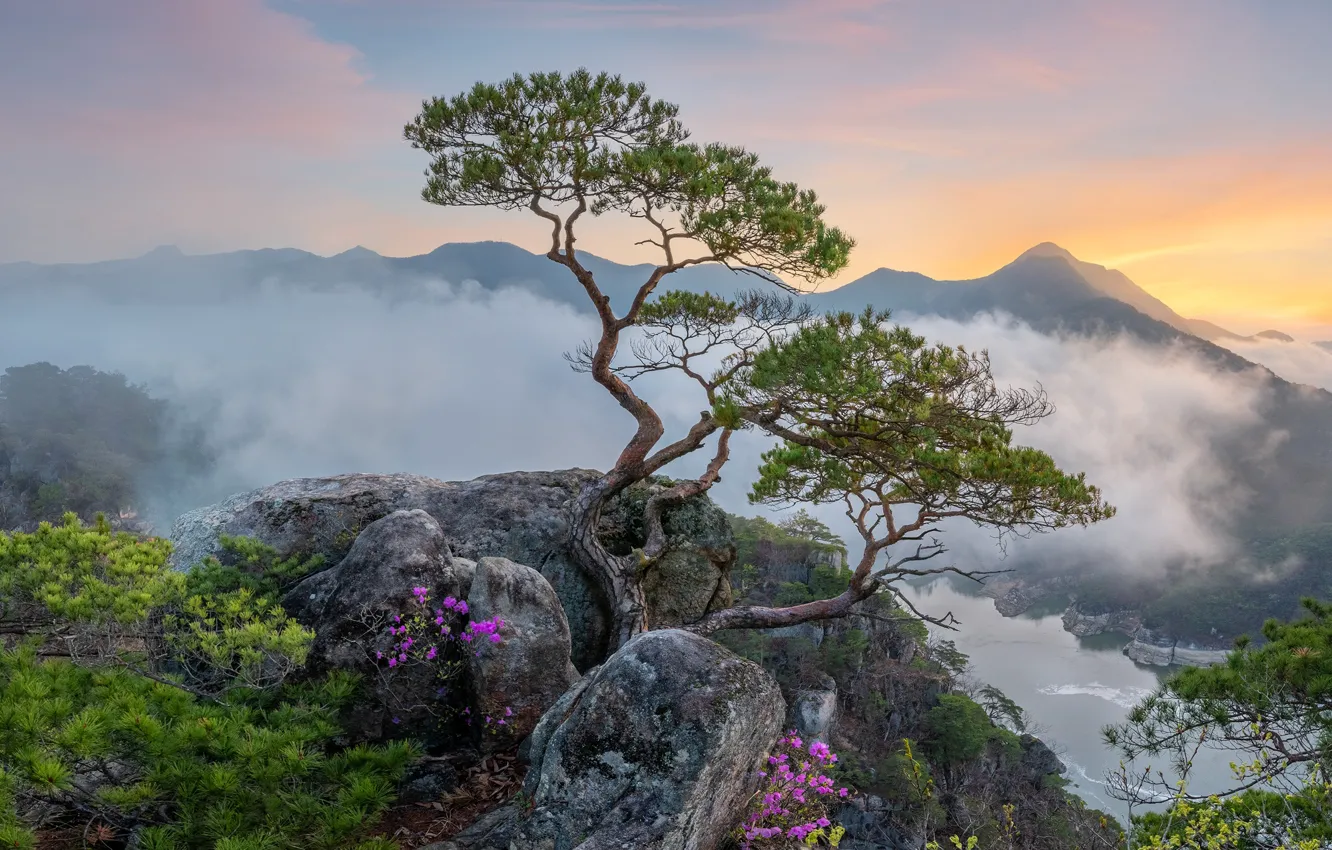 Фото обои деревья, пейзаж, горы, природа, туман, камни, растительность, сосны