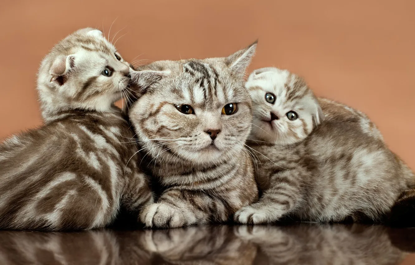 Фото обои кошка, взгляд, кошки, поза, отражение, котенок, вместе, котята