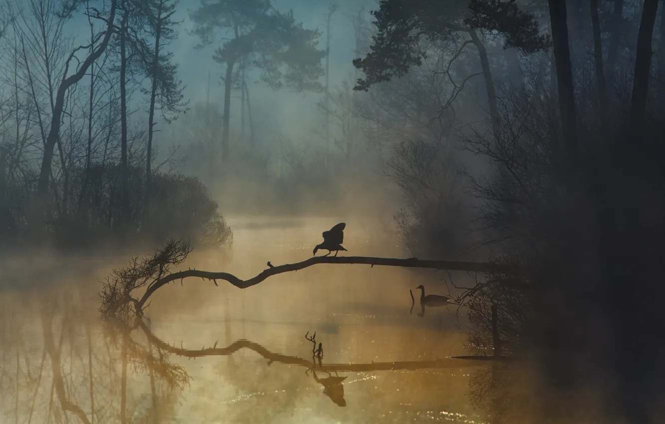Фото обои лес, птицы, туман, река, forest, river, birds, fog