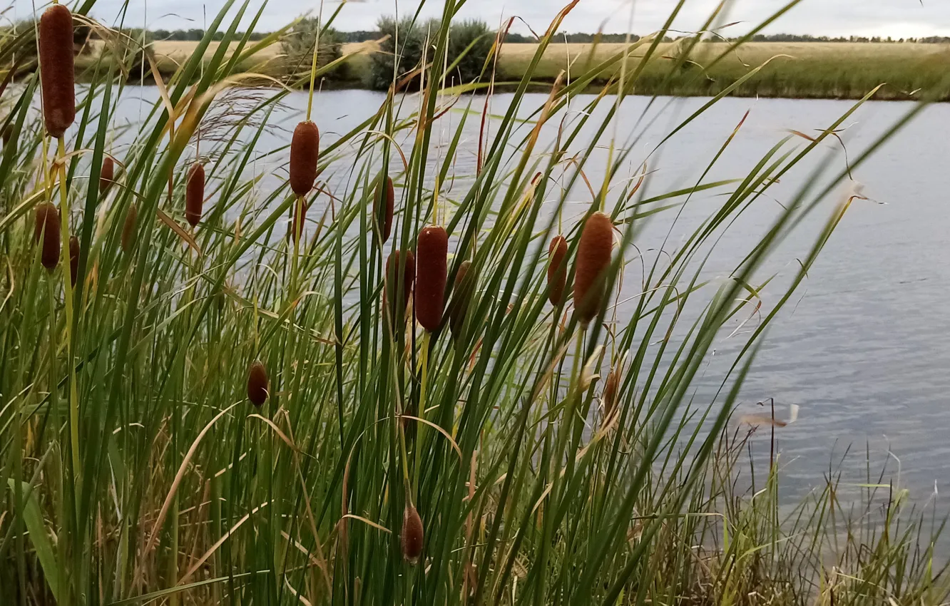 Фото обои природа, пруд, камыш, Август