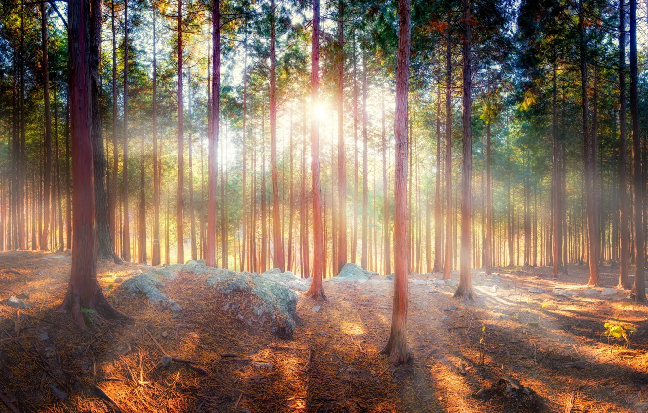 Фото обои лес, лучи, деревья, природа, тень