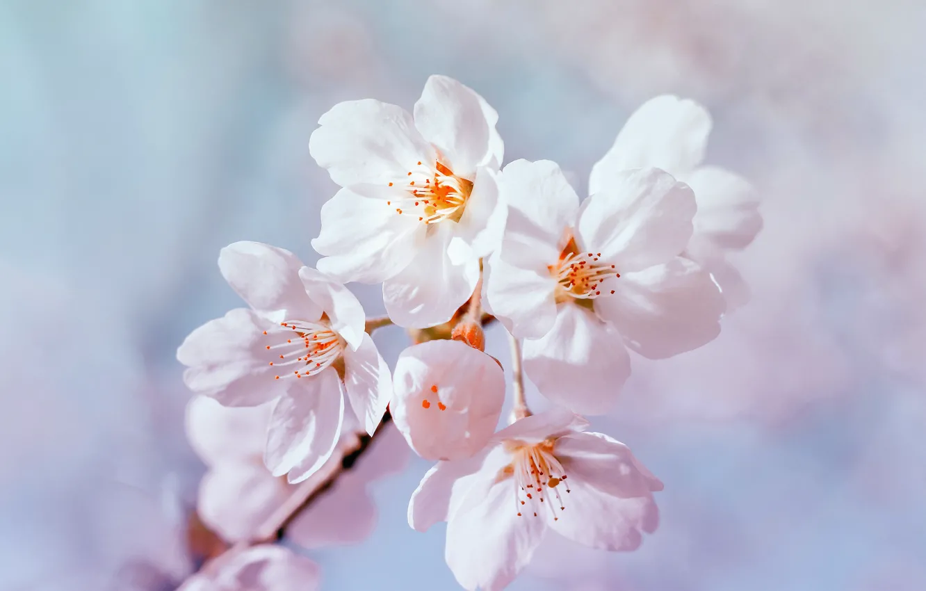 Фото обои макро, цветы, весна, яблоня, spring, apple tree, blooming, Raimond Klavins
