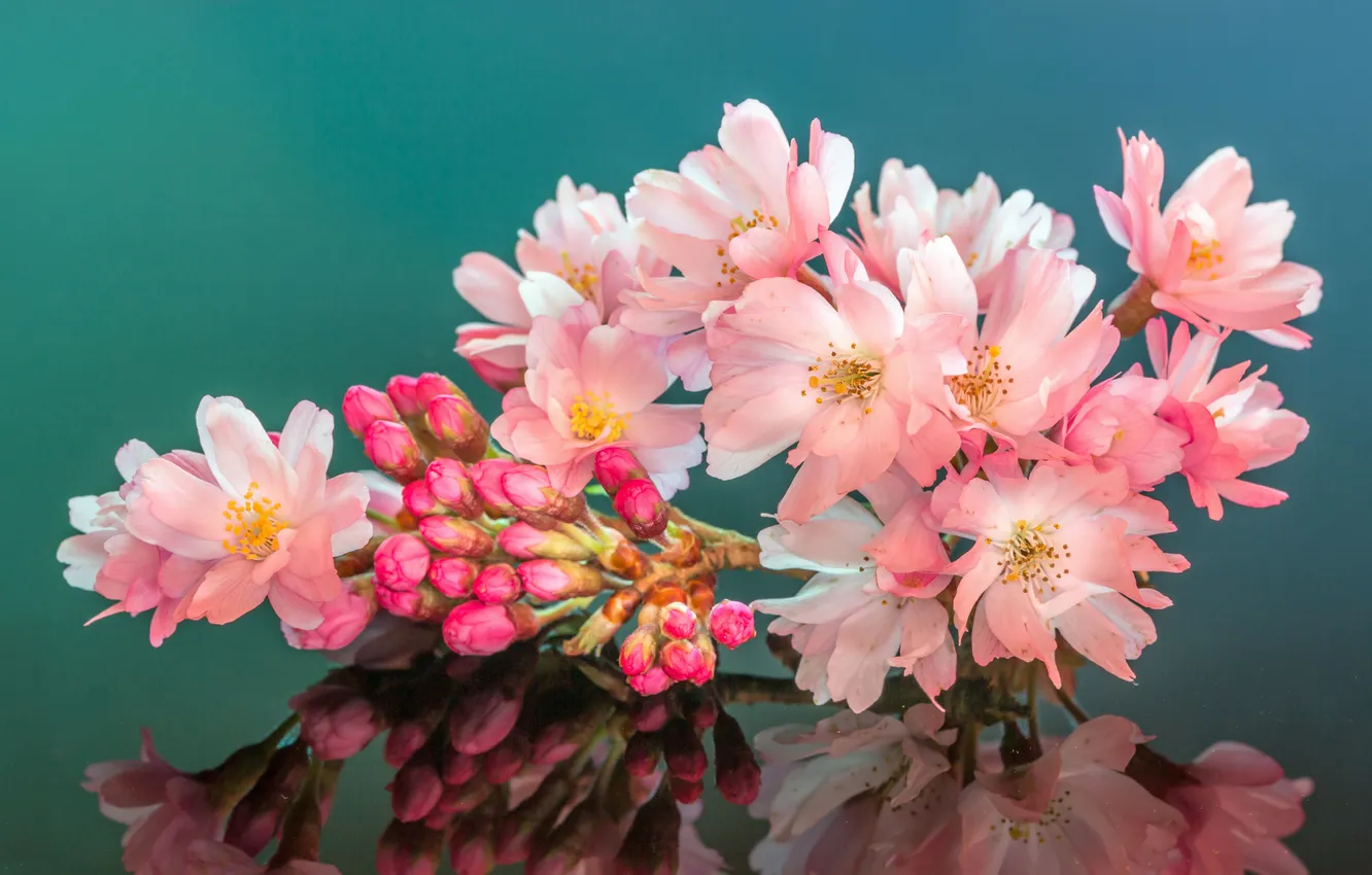 Фото обои cherry, reflection, petals, mirror, blossoms, buds, stamens