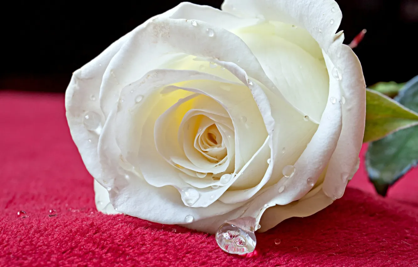 Фото обои цветы, роза, белая