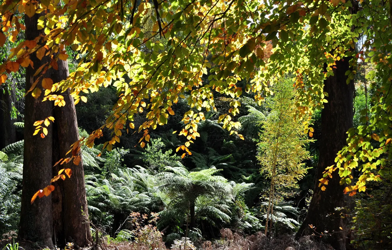 Фото обои colors, forest, trees, leaves, plants