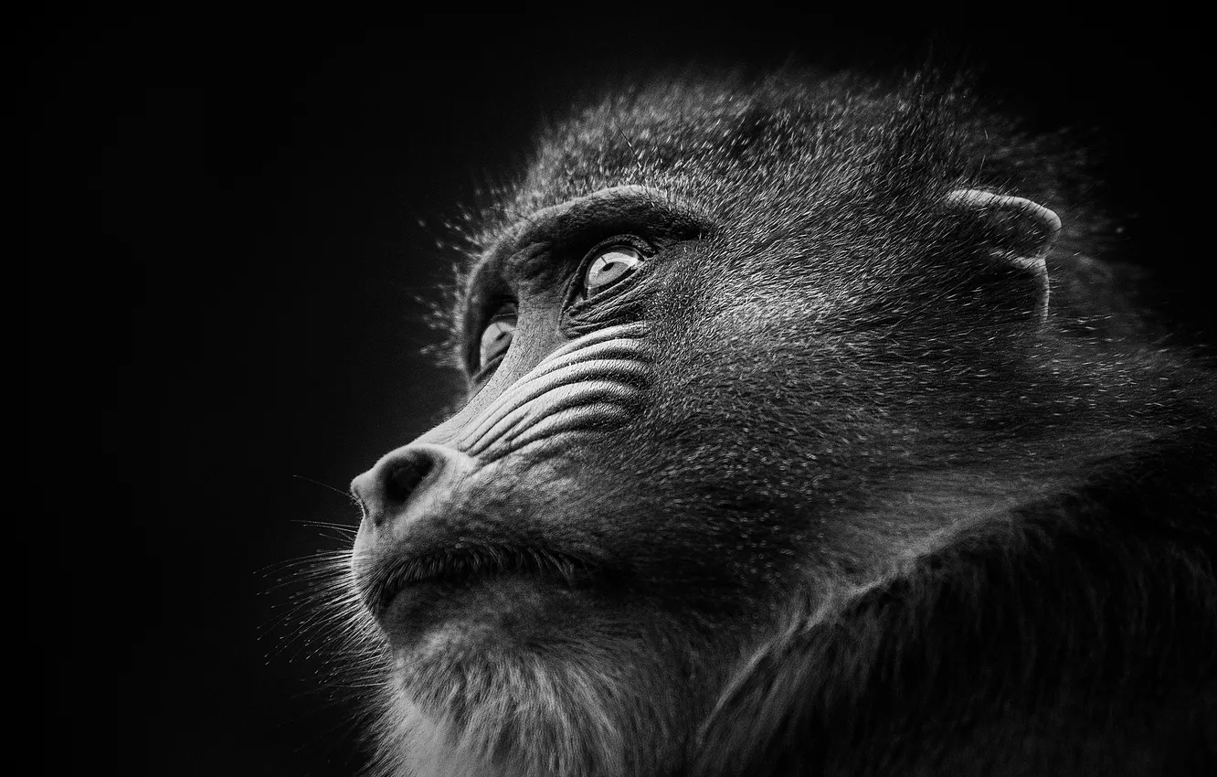 Фото обои портрет, примат, сфинкс, Мандрил, мартышка