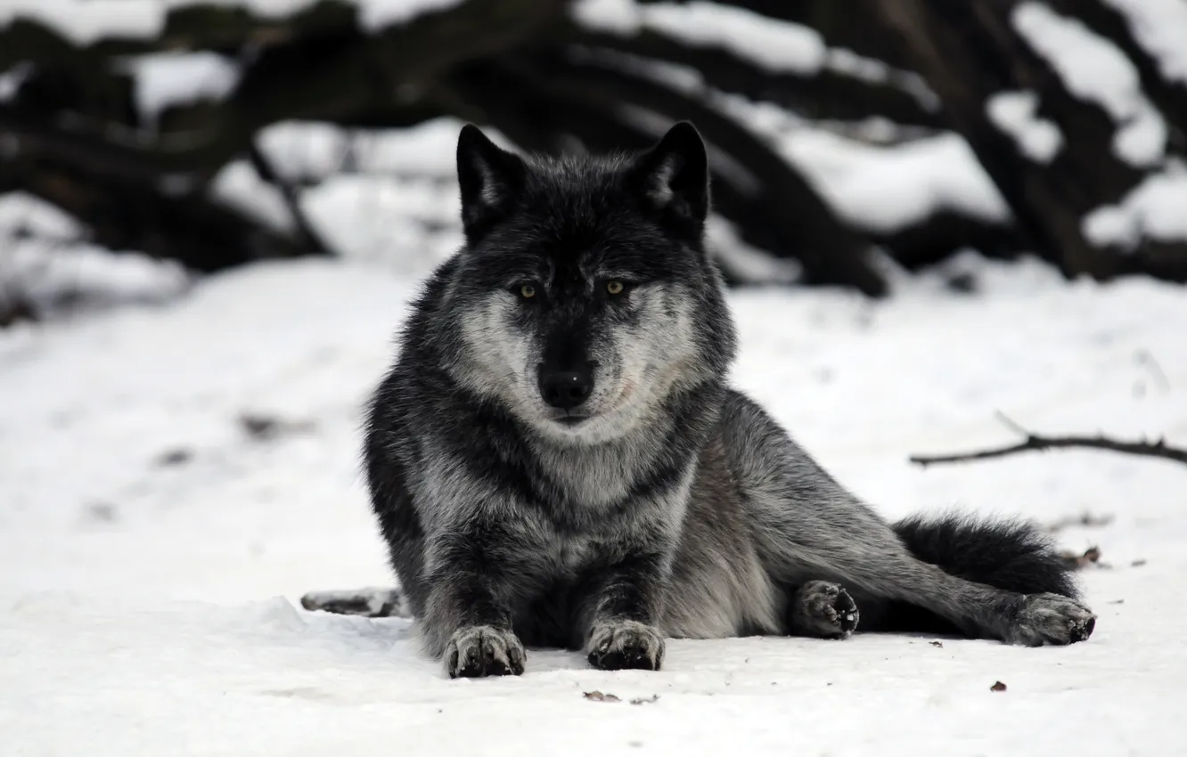 Фото обои снег, серый, волк, хищник