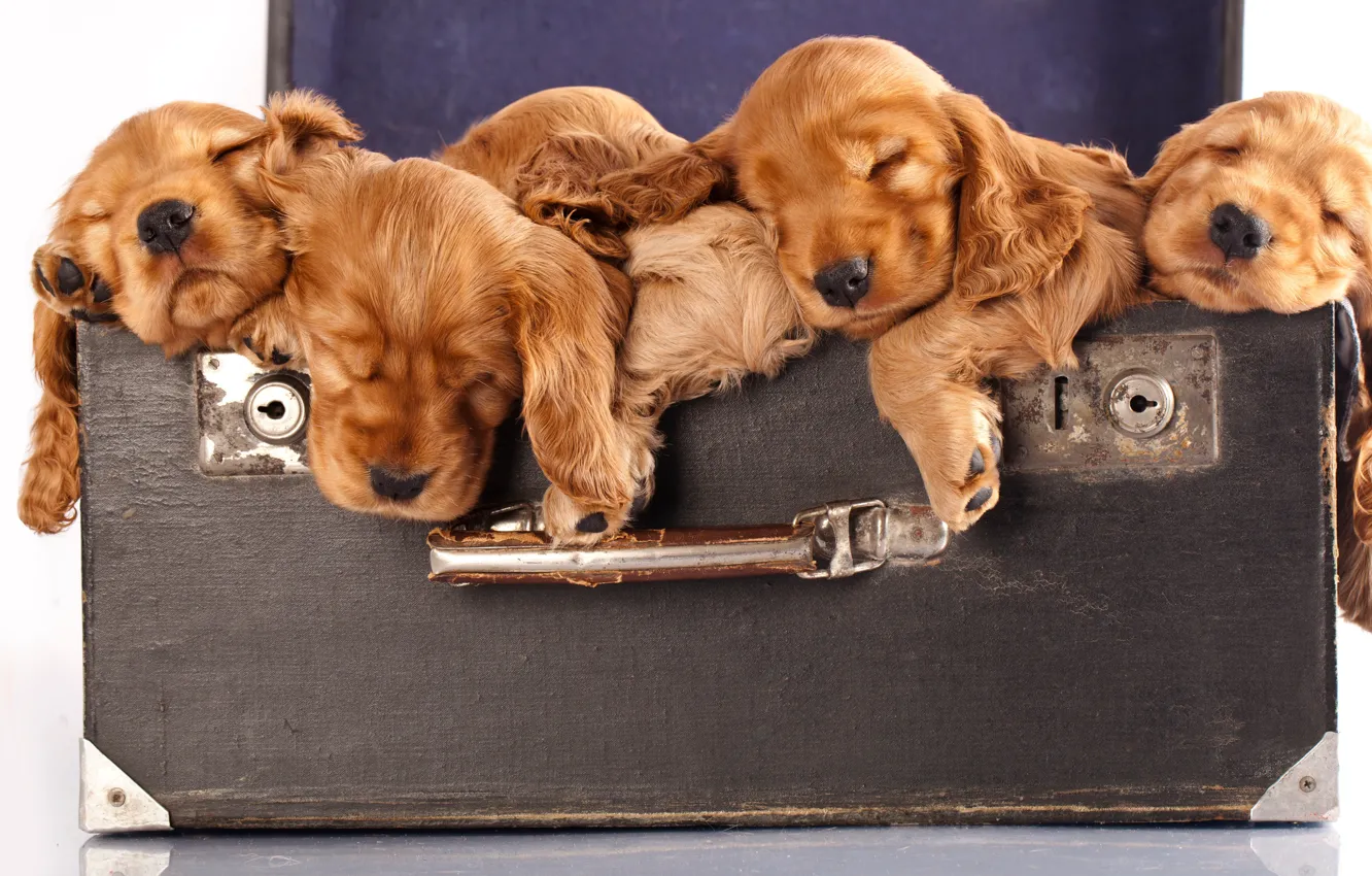 Фото обои щенки, чемодан, рыжие, спаниель, милые
