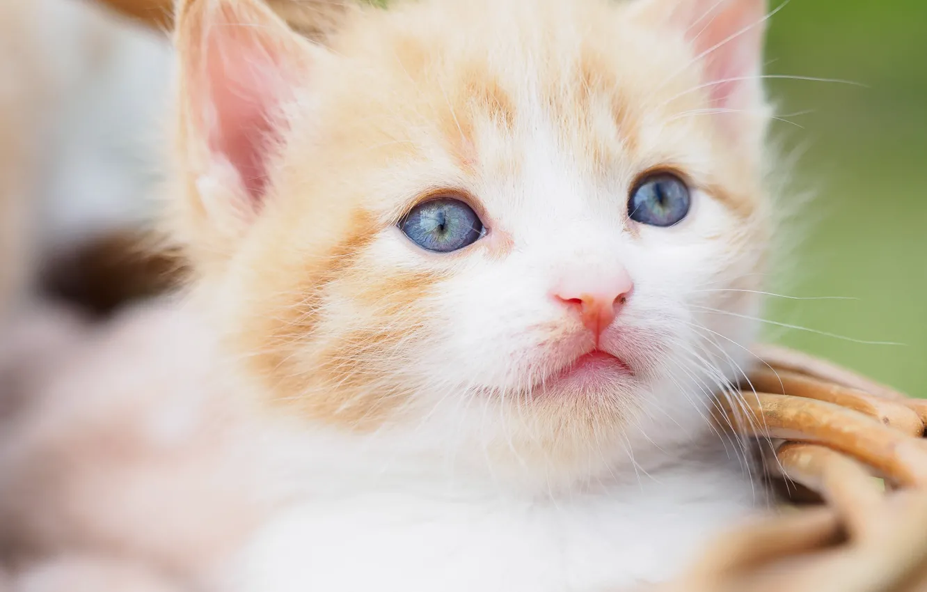 Фото обои взгляд, портрет, малыш, мордочка, котёнок, голубые глаза