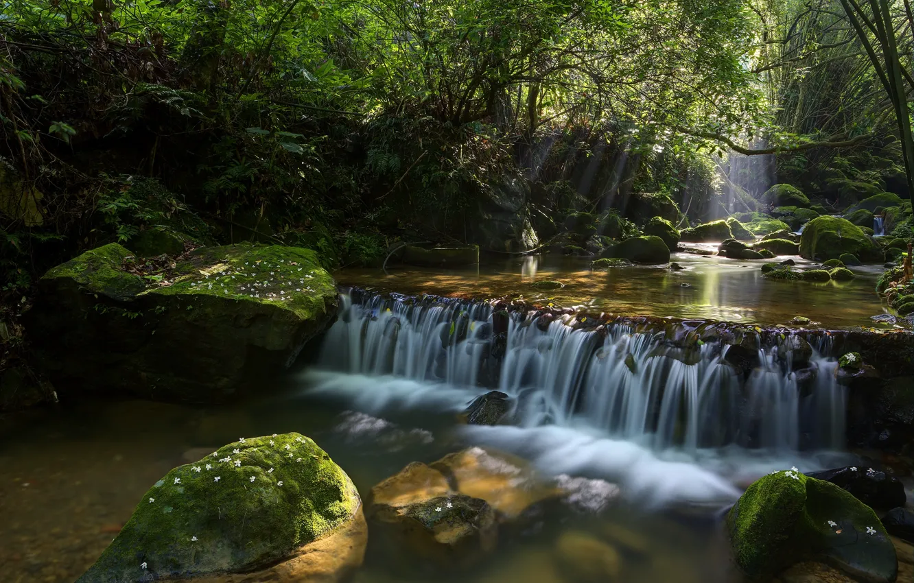 Фото обои лес, река, камни, водопад