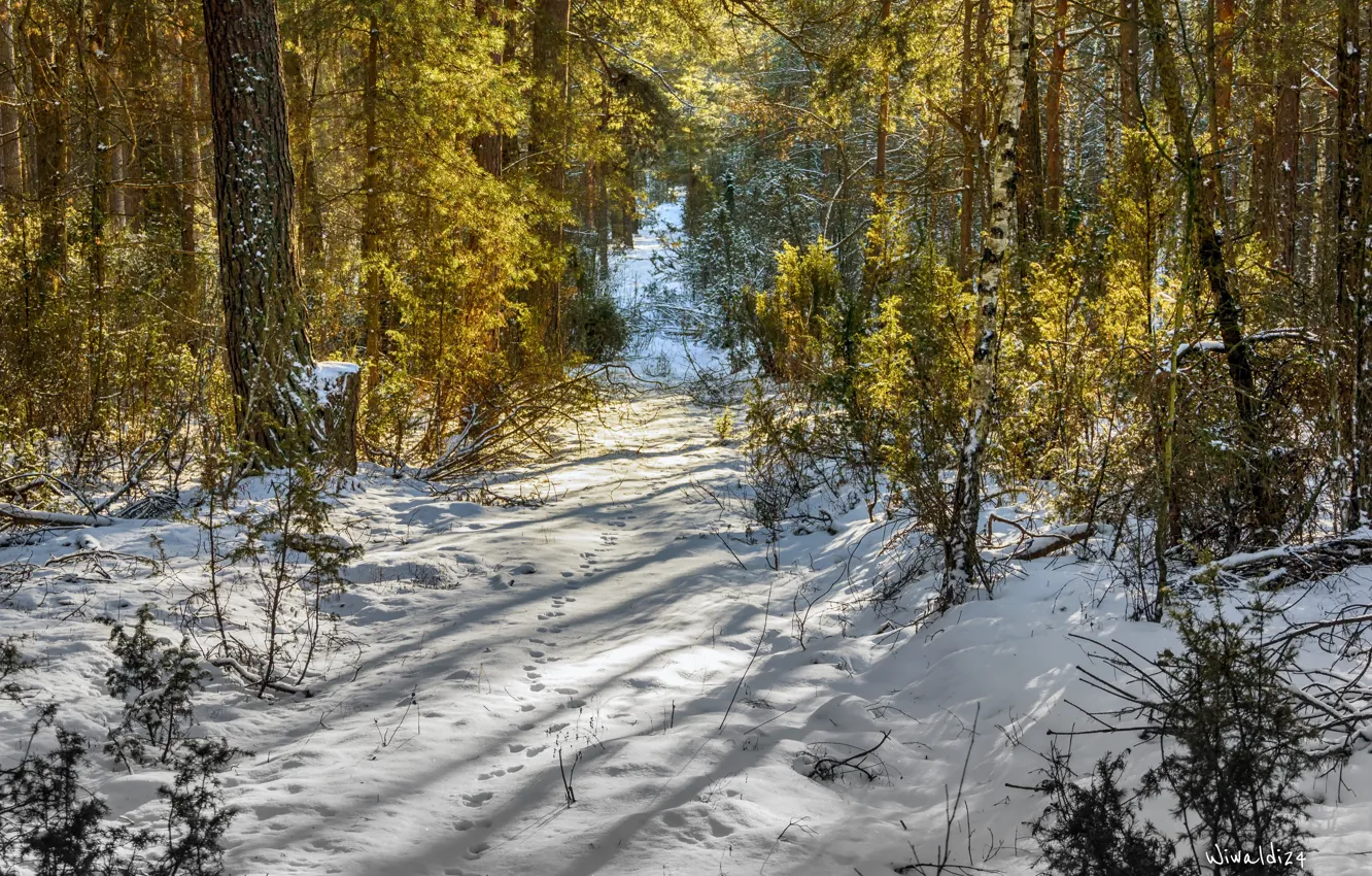 Фото обои Зима, Деревья, Снег, Лес, Nature, Winter, Snow, Trees