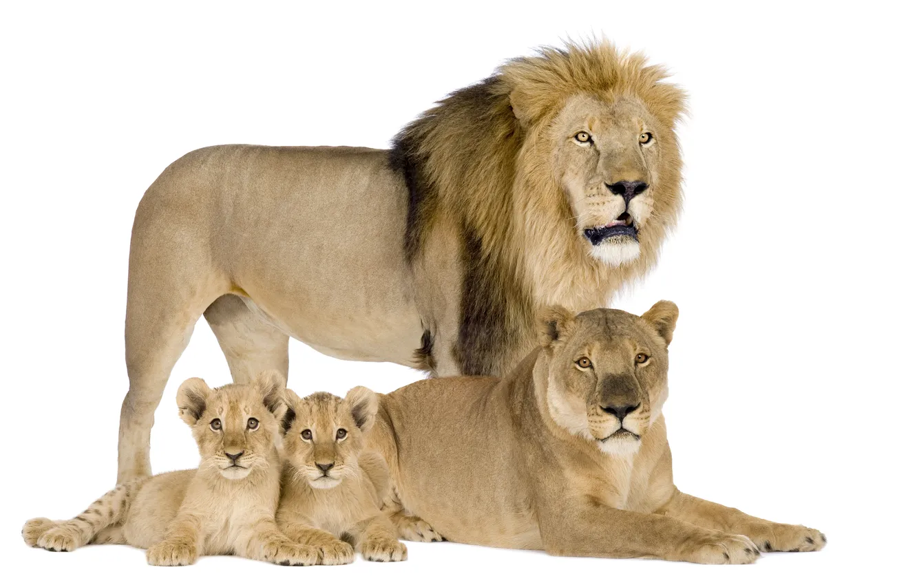 Фото обои лев, семья, белый фон, львы, львята, львица