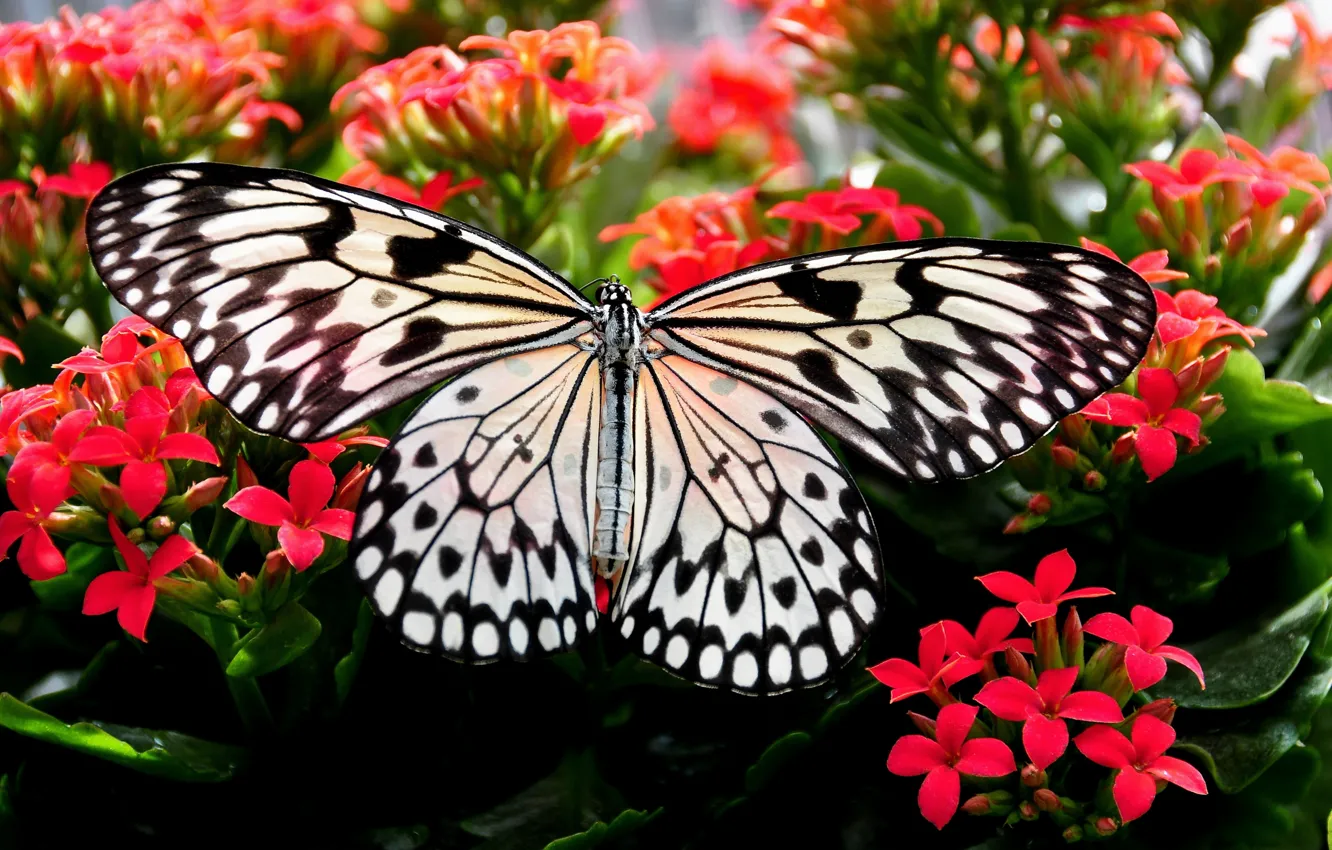 Фото обои макро, крупный план, бабочка, красота, close-up, butterfly, macro, beauty