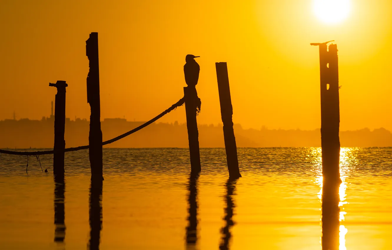 Фото обои bird, sunset, sticks