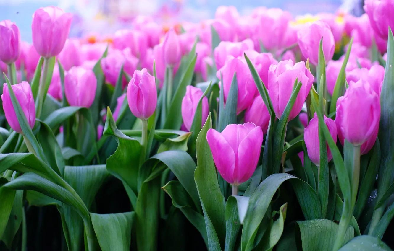 Фото обои цветы, тюльпаны, розовые, pink, flowers, tulips