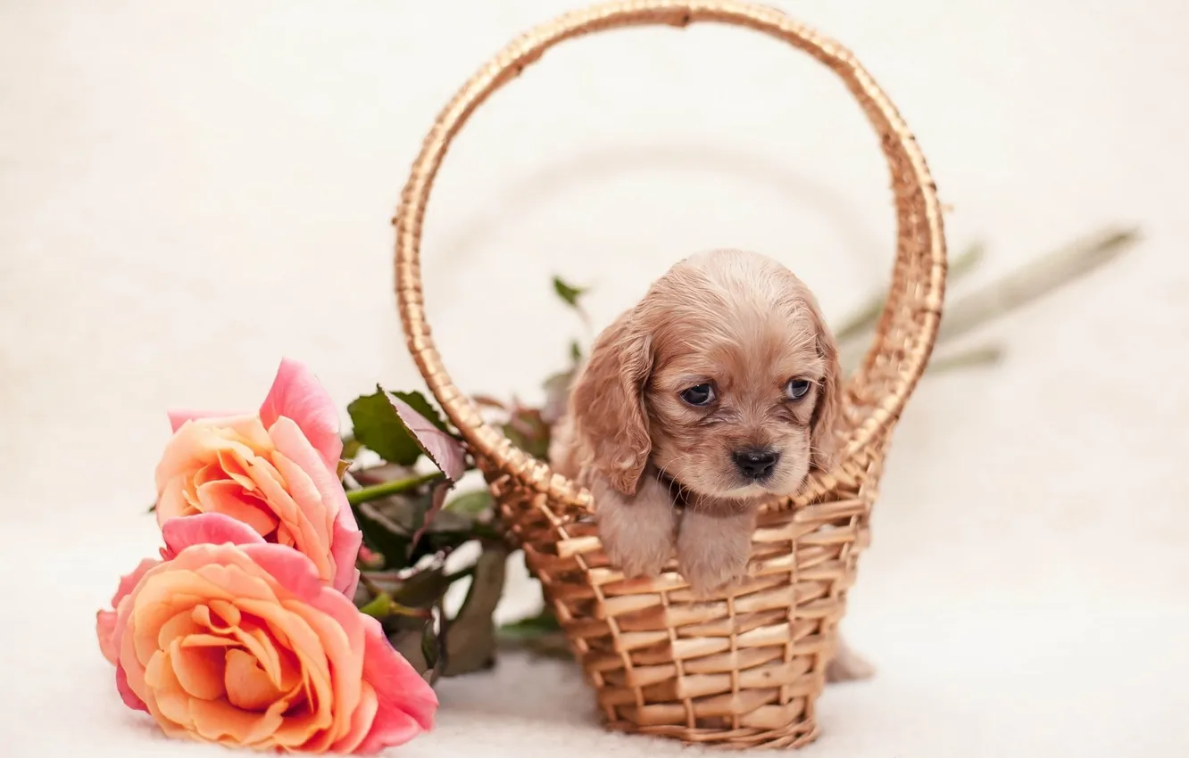 Фото обои цветок, корзина, щенок, flower, puppy, basket