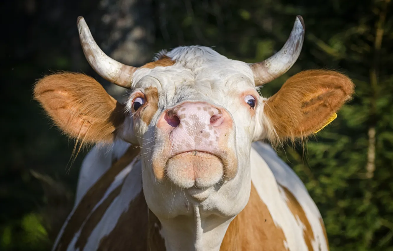 Фото обои horns, head, cow