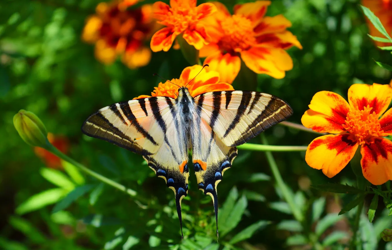 Фото обои Макро, Цветы, Бабочка, Flowers, Macro, Butterfly
