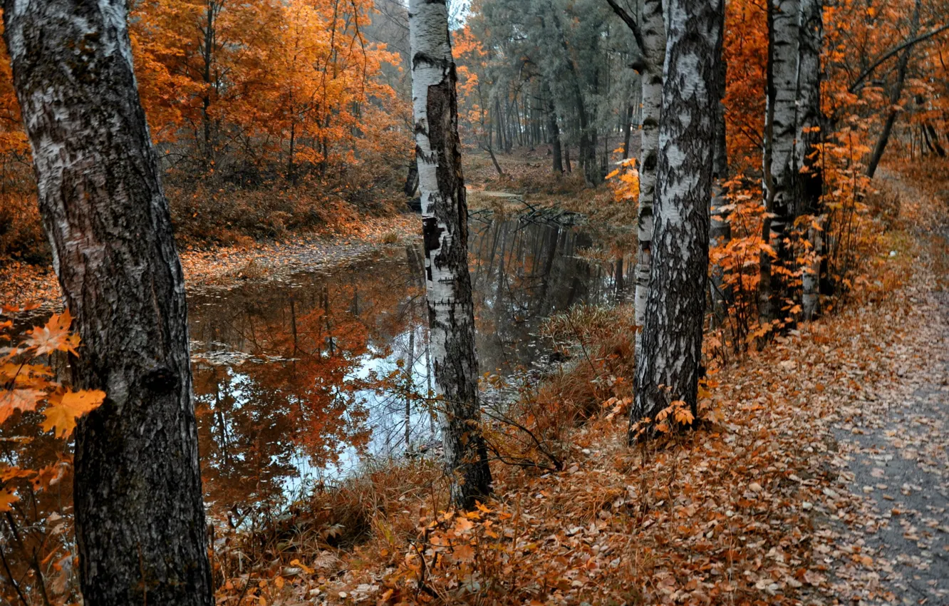 Фото обои осень, листья, природа, пруд, парк, берёзы