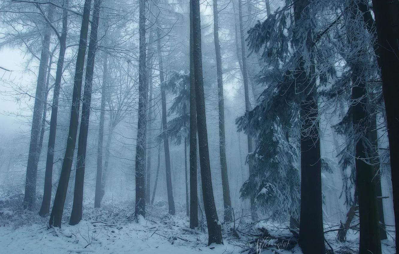 Фото обои зима, лес, снег, деревья, природа, туман, Германия, Germany