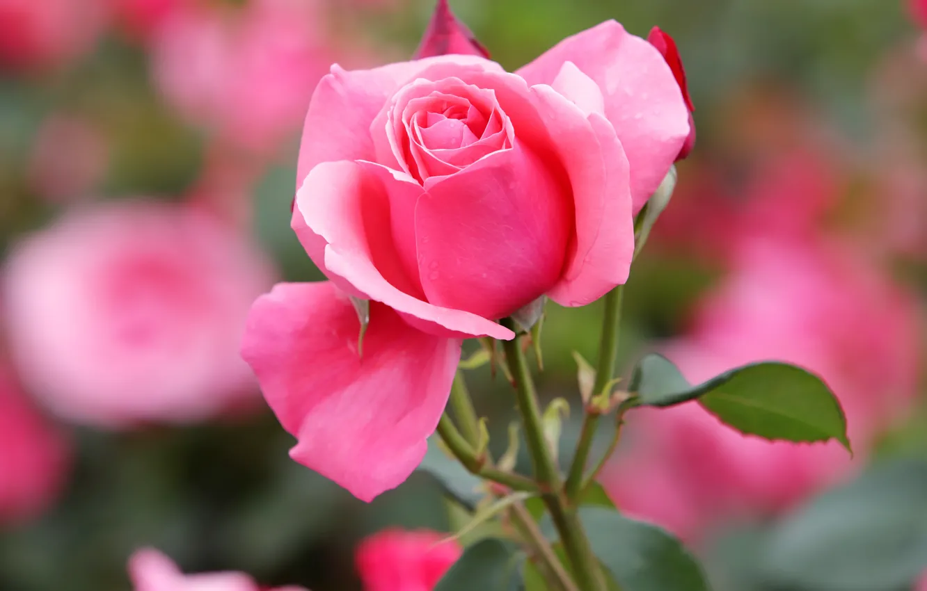 Фото обои цветок, листья, розовая, роза, боке