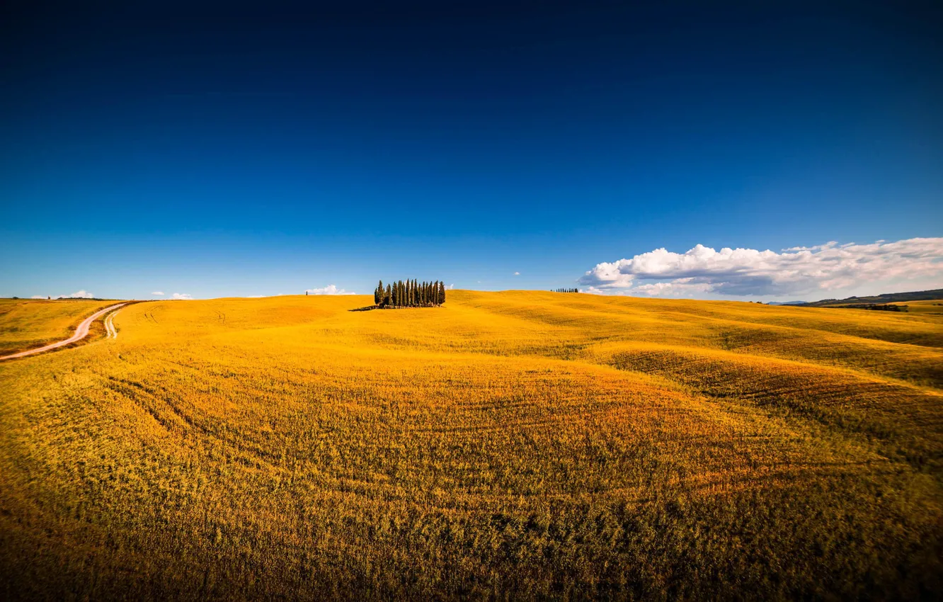 Фото обои поле, лето, небо, деревья, природа, italy, montalcino, siena