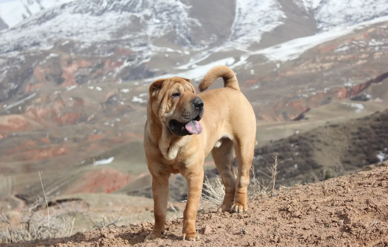Фото обои собаки, горы, весна, шарпей