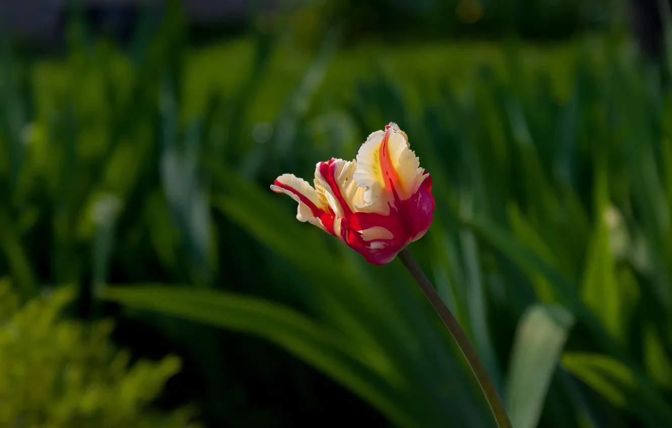 Фото обои зелень, тюльпан, весна, май