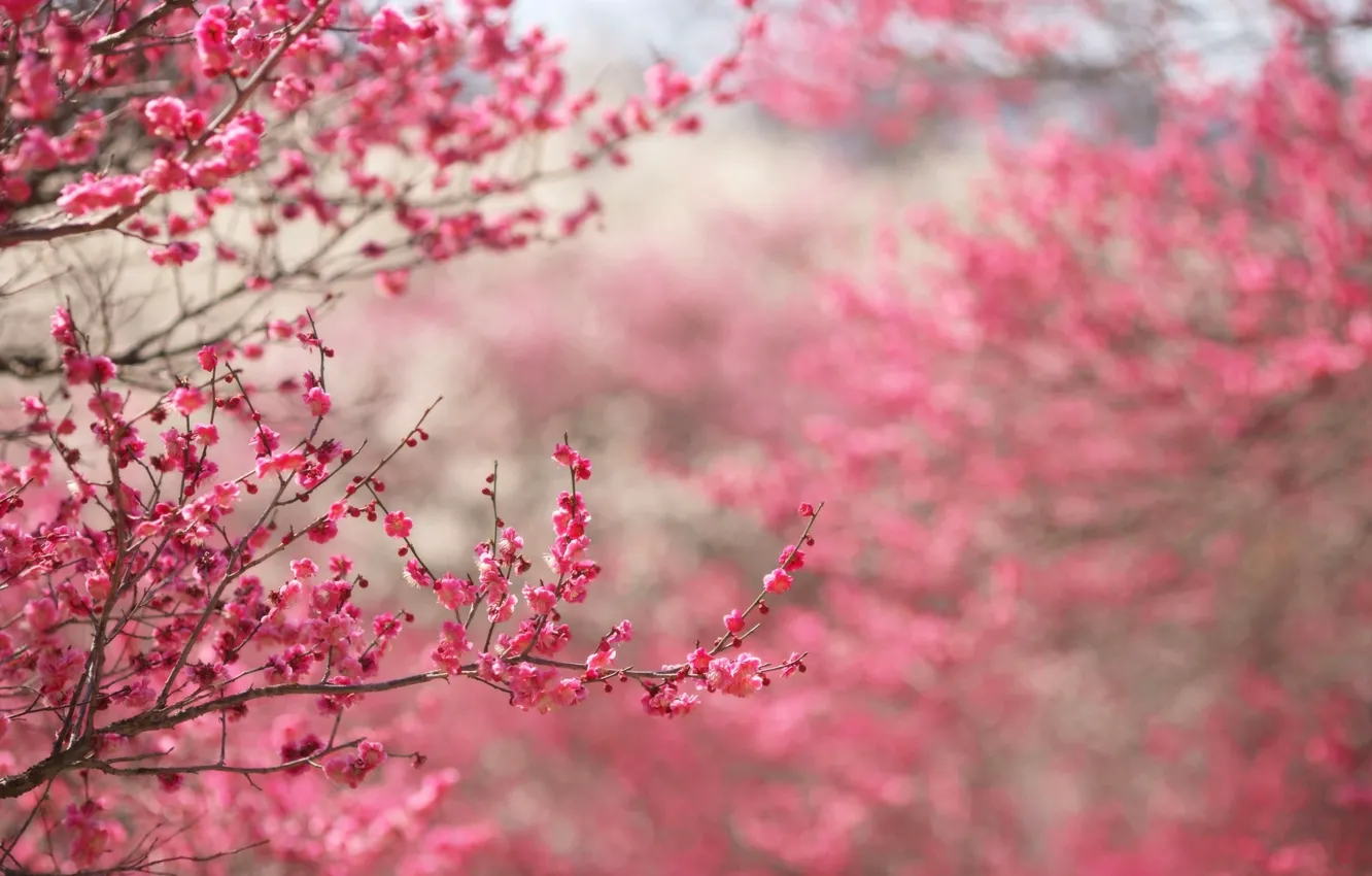Фото обои цветы, вишня, дерево, весна, бутоны