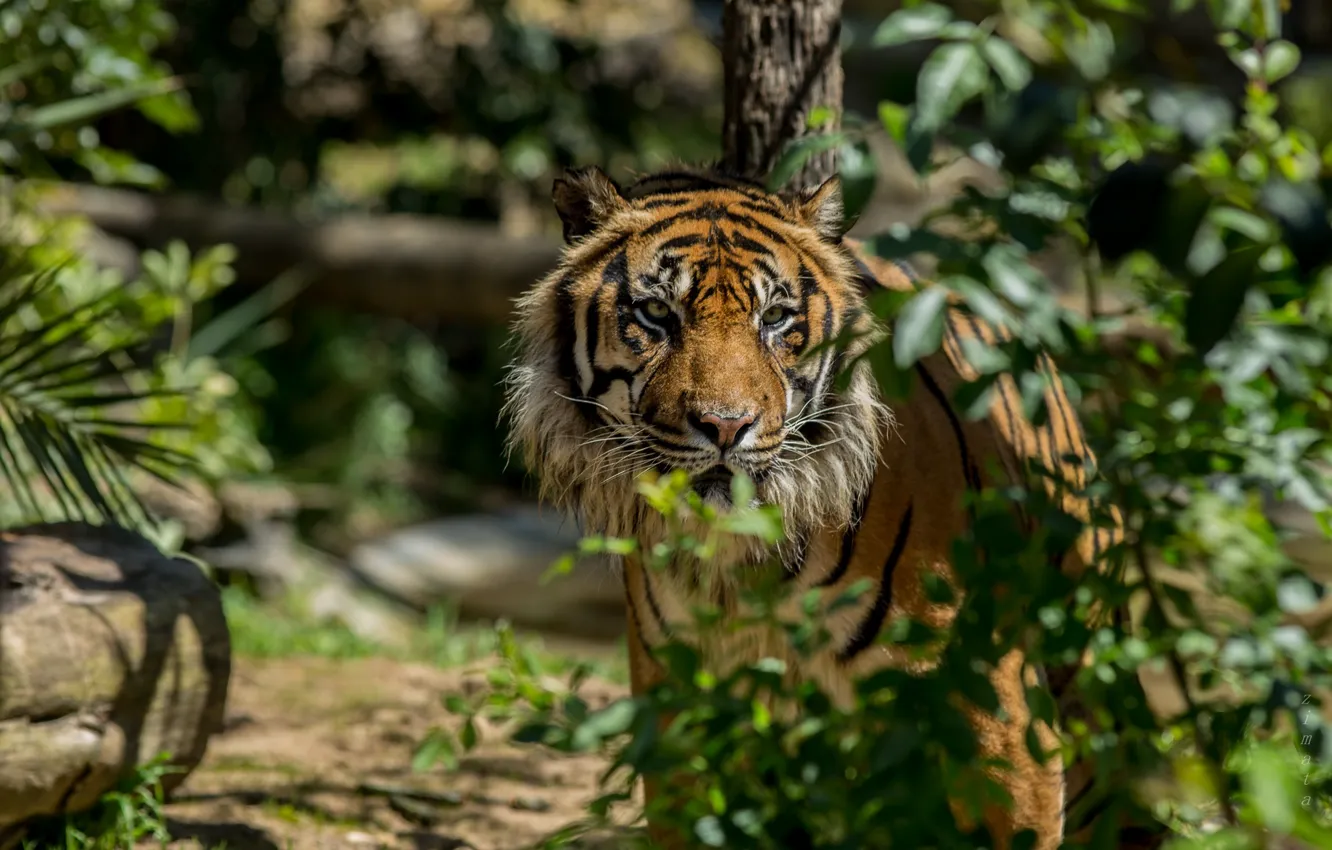 Фото обои тигр, зоопарк, португалия, лиссабон