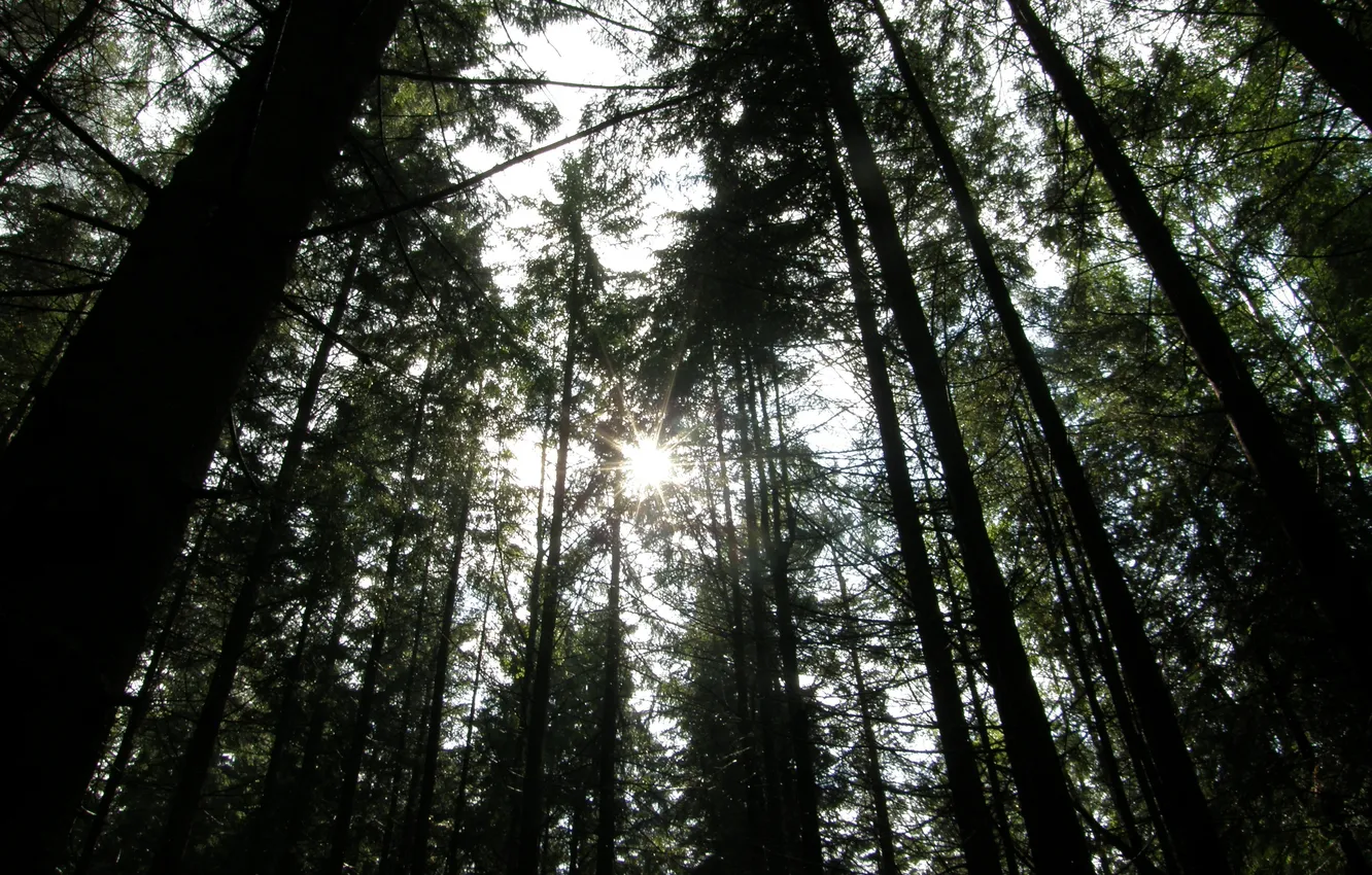 Фото обои лес, лучи, деревья, сосна, карпаты