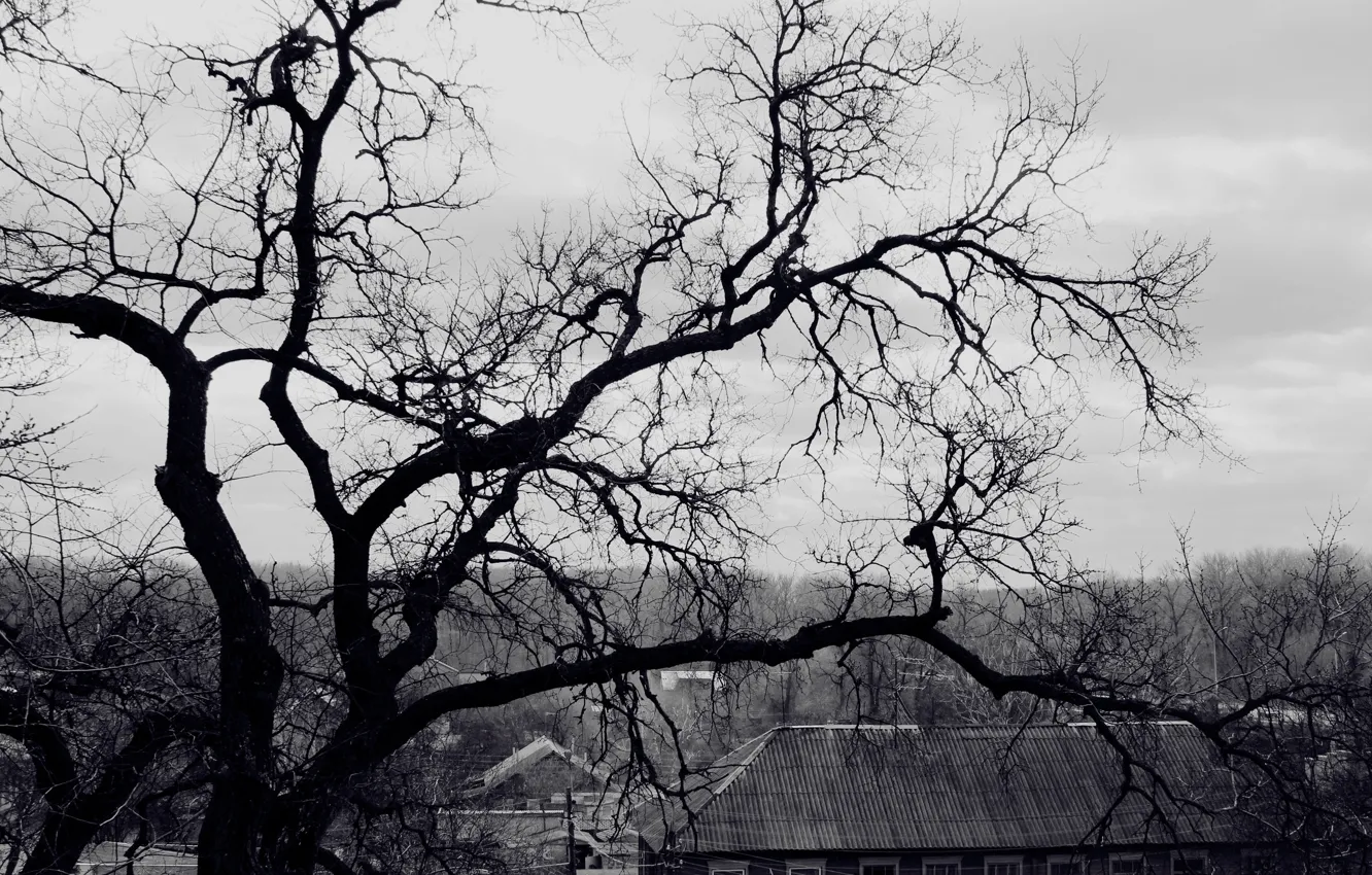 Фото обои крыша, дерево, ветви, черно-белые