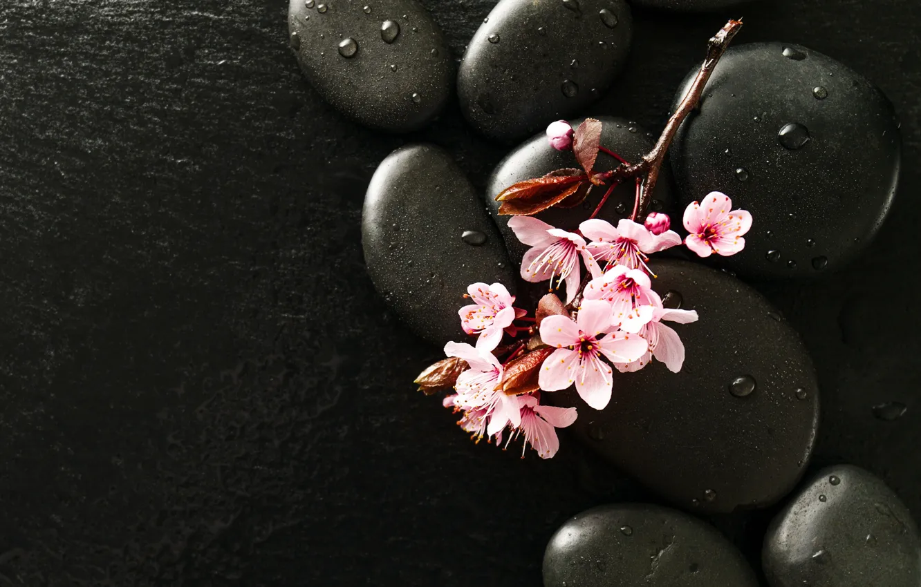 Фото обои капли, цветы, камни, ветка, сакура