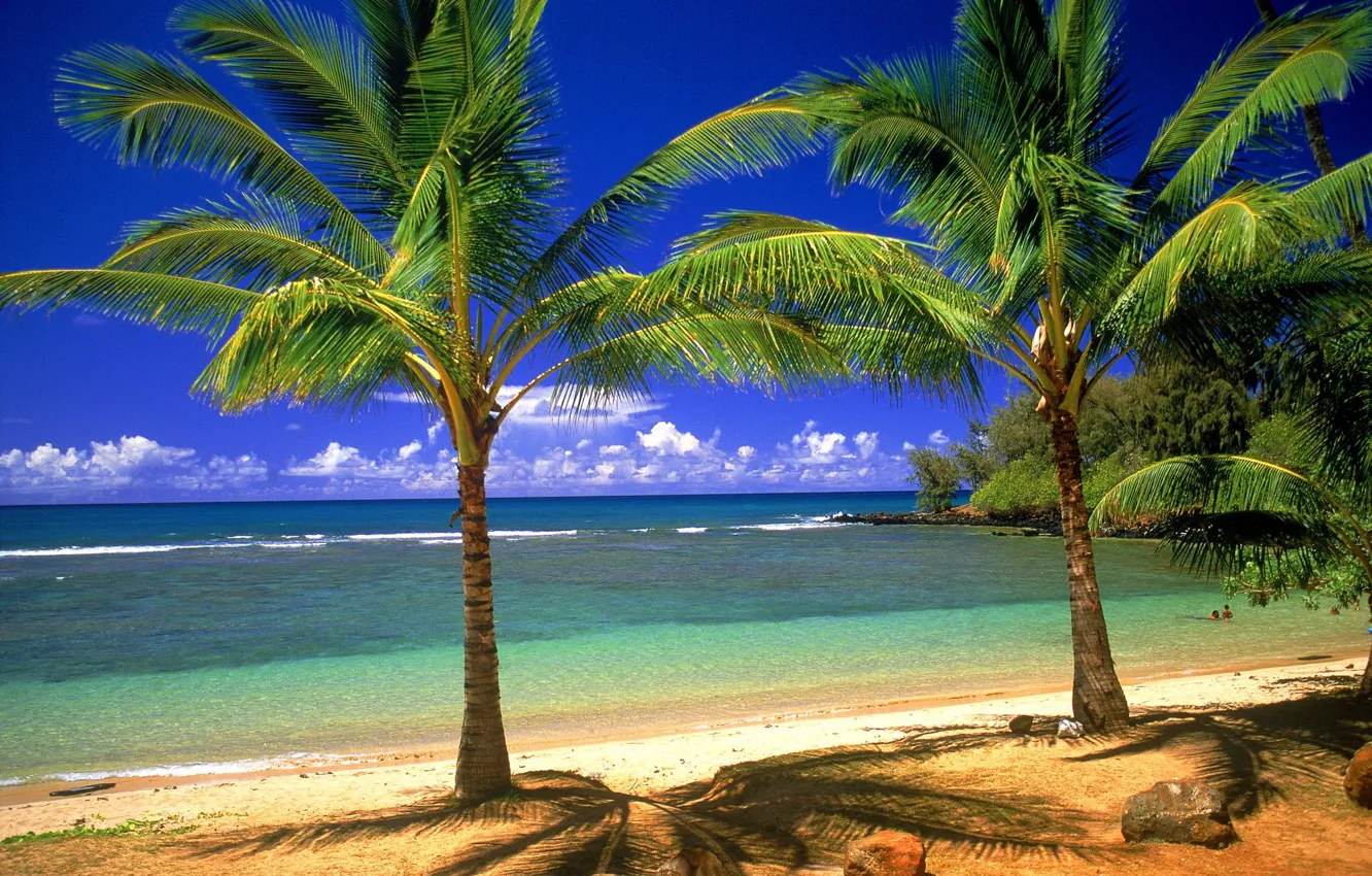 Фото обои песок, пальмы, берег