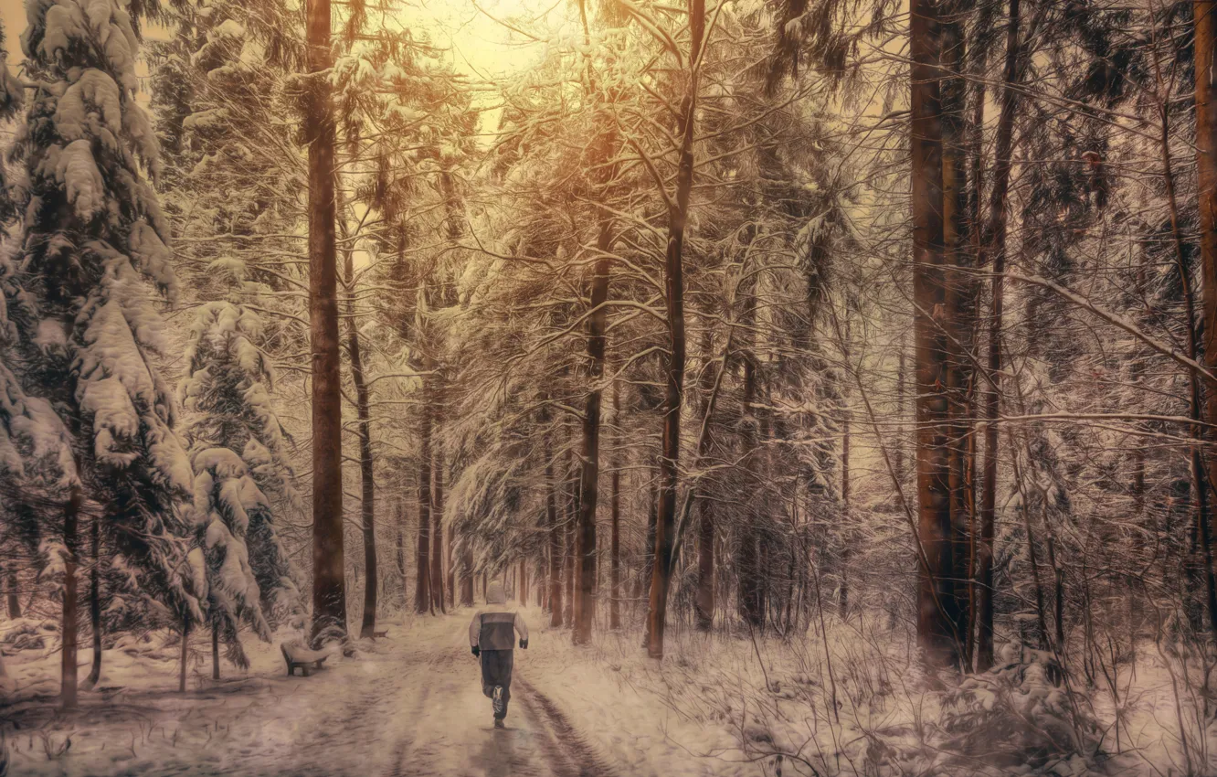 Фото обои лес, снег, обработка, спортсмен, пробежка, Winter running