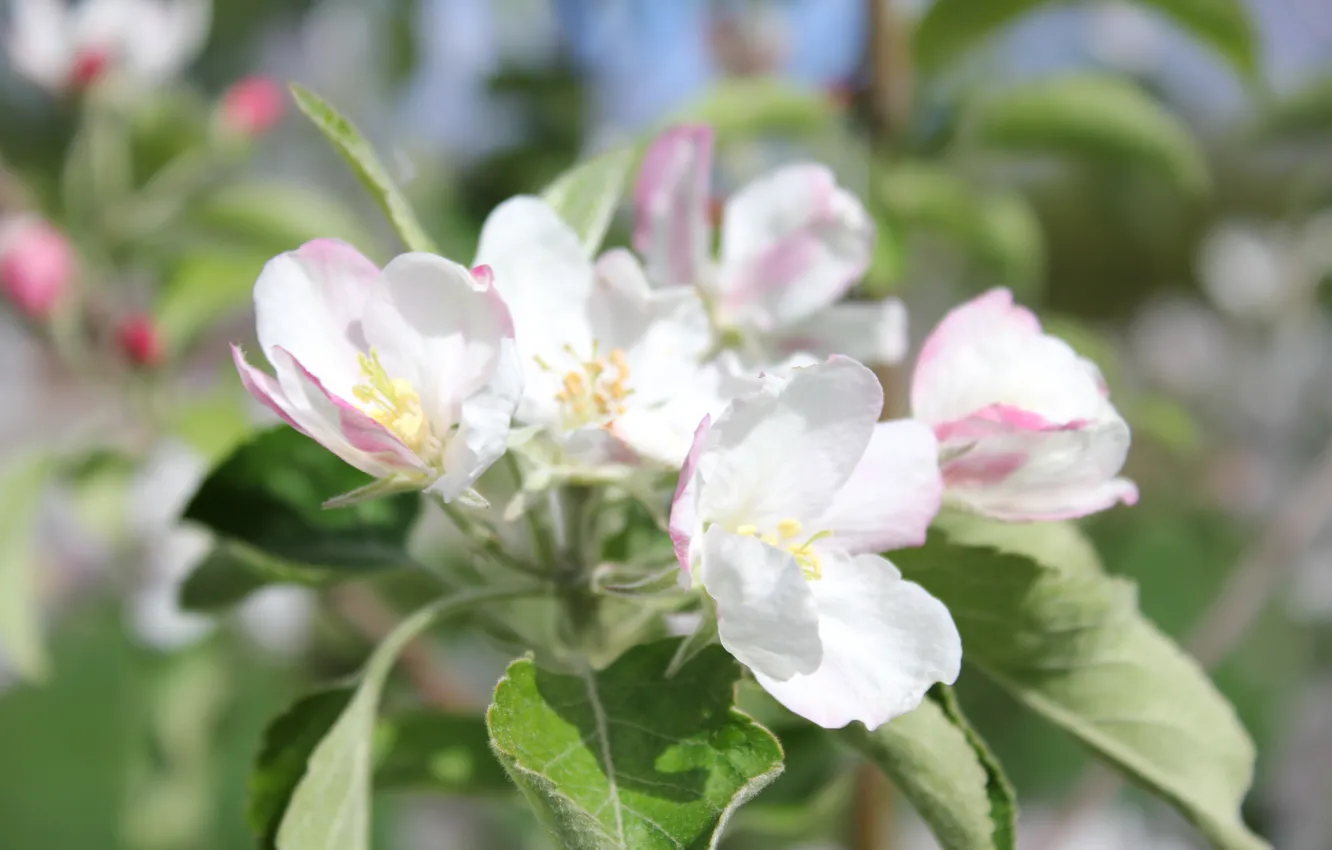 Фото обои цветок, макро, яблоня