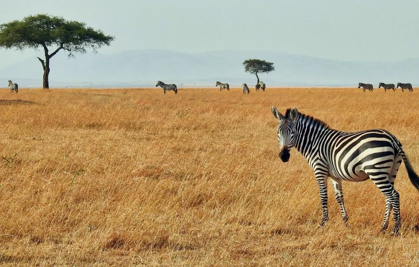 Фото обои africa, zebra, serengeti