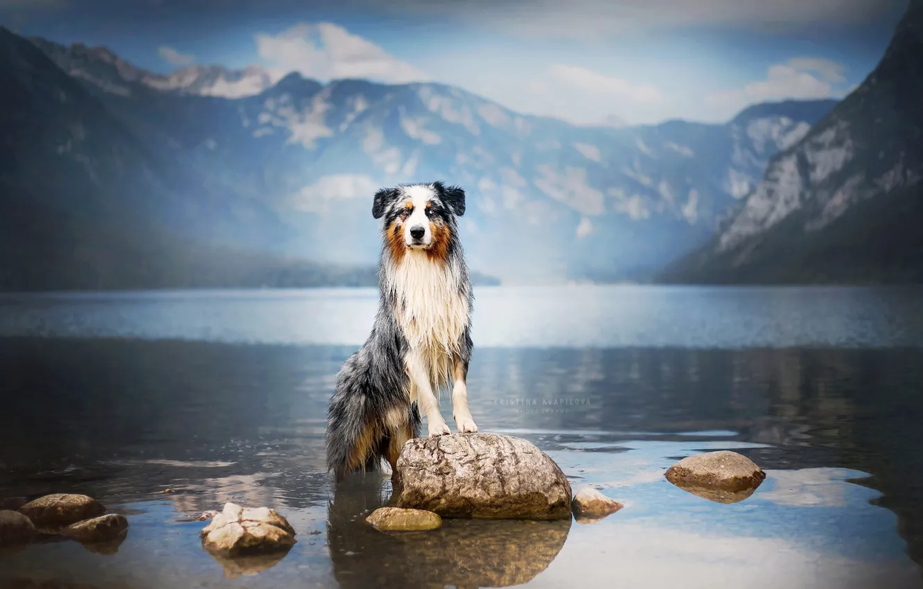 Фото обои горы, природа, озеро, камни, собака, Австралийская овчарка, Аусси