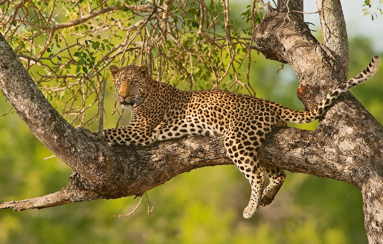 Фото обои ветки, дерево, отдых, леопард, дикая кошка, на дереве
