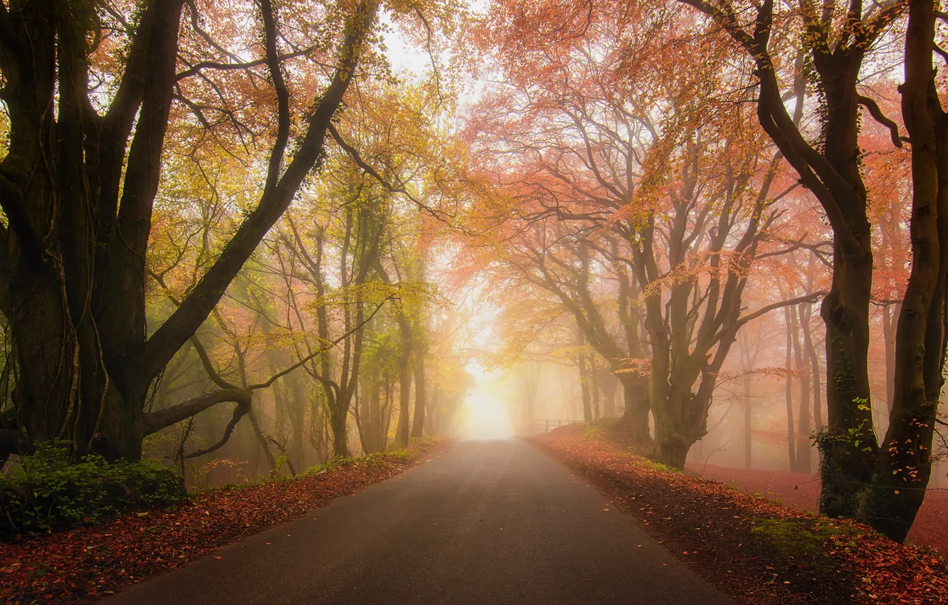 Фото обои дорога, осень, лес, туман, парк