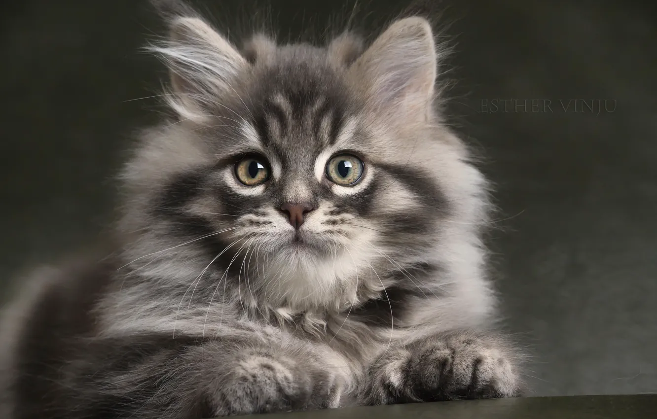 Фото обои взгляд, серый, пушистый, малыш, котёнок