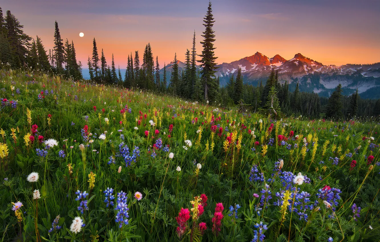 Фото обои moonrise, field, flowers, mountain