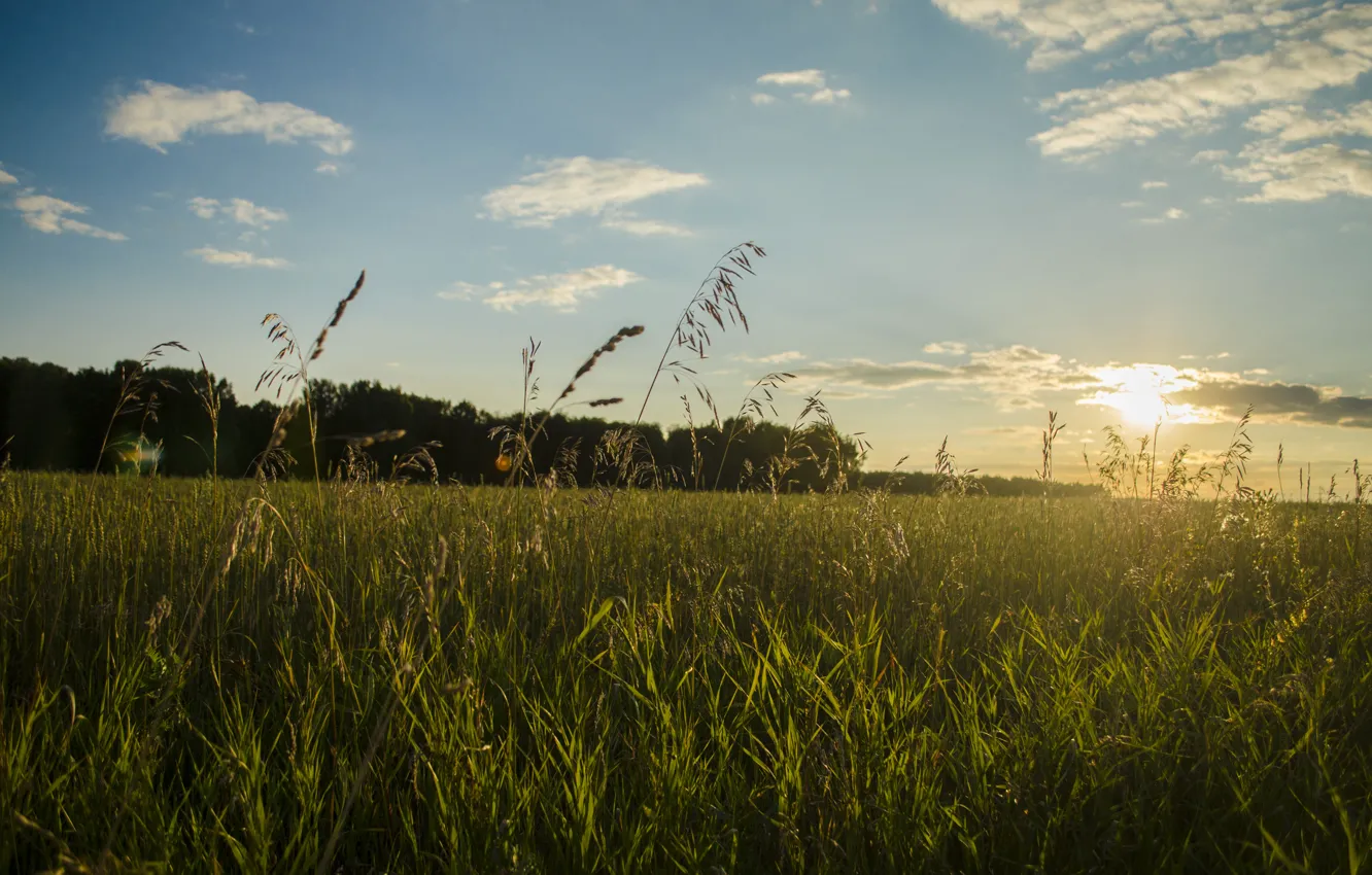 Фото обои трава, солнце, поля, Природа, Сибирь