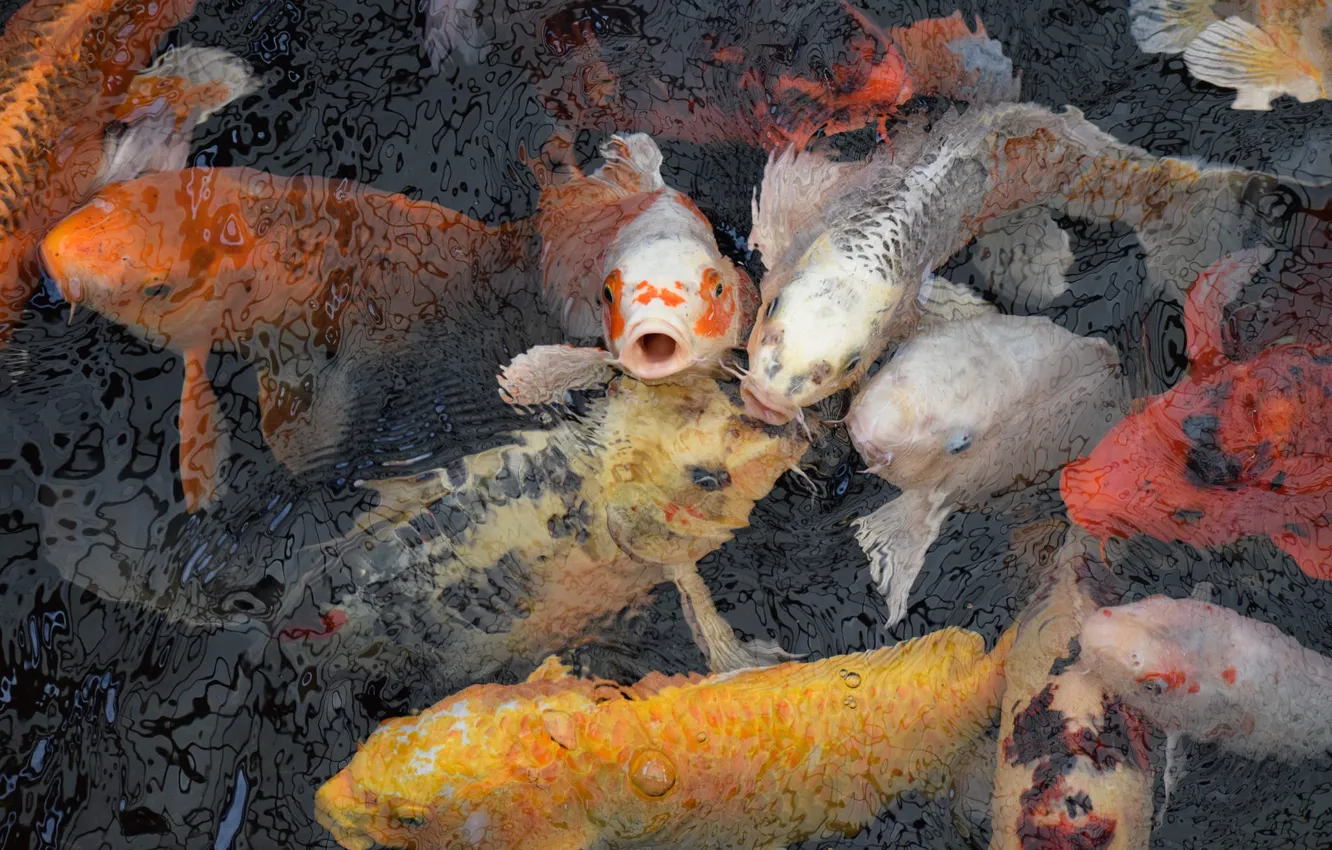 Фото обои рыба, водоем, много