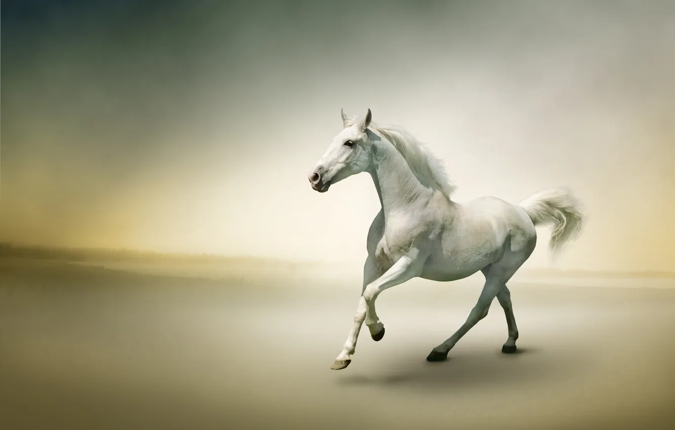 Фото обои туман, река, лошадь, бег