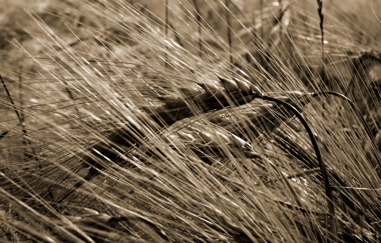 Фото обои пшеница, урожай, злак