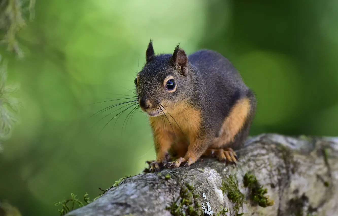 Фото обои белка, грызун, белка Дугласа