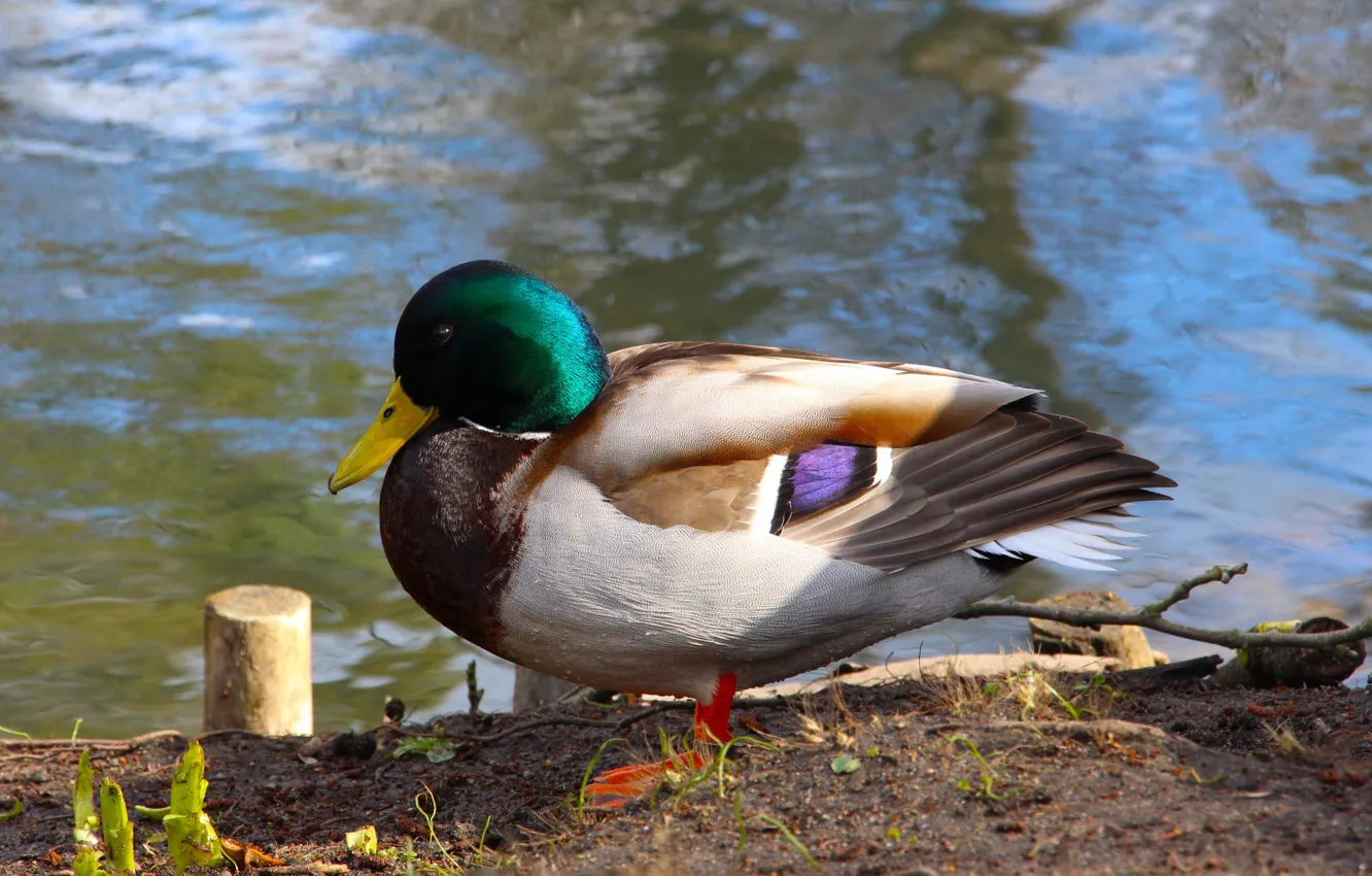 Фото обои bird, water, lake, duck