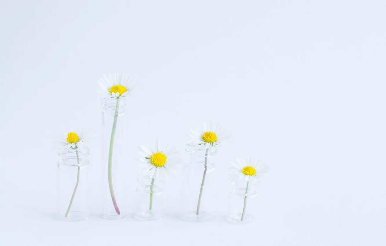 Фото обои цветы, фон, ромашки